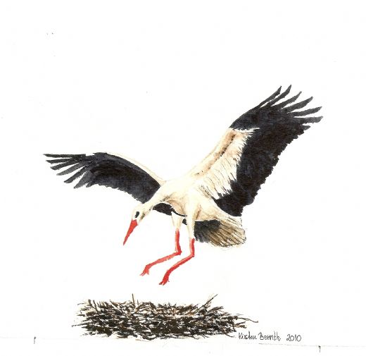 Stork  2010  15cm x 19cm