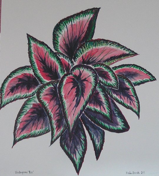 Begonia Rex  2011  29cm x 31cm