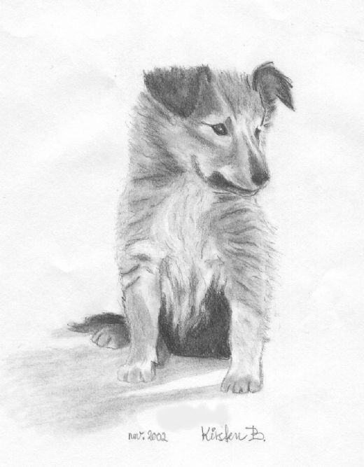 Min forrige Sheltiehvalp, 'Fie' - Tegning 9½cm x 14cm