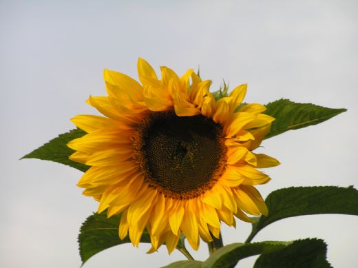 Solsikke