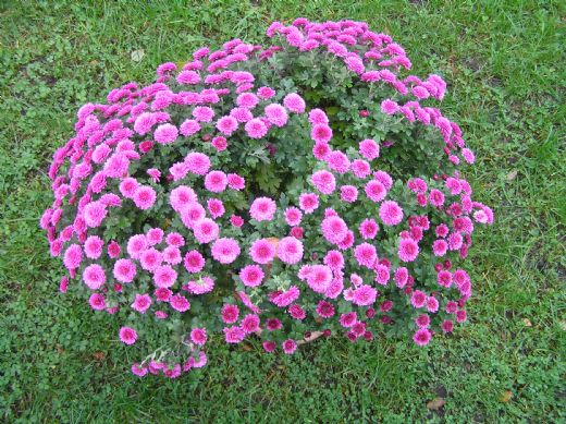 Chrysantemum