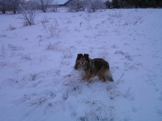 'Iffi' i sne, 5 år, 2010