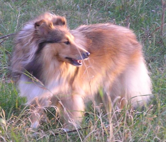 'Iffi' i efterårssol, 6 år, 2011