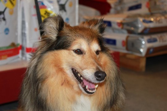 'Iffi' hos dyrlægen, 7 år, 2012