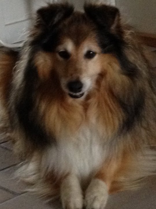 'Iffi' smiler, 11½ år, 2016