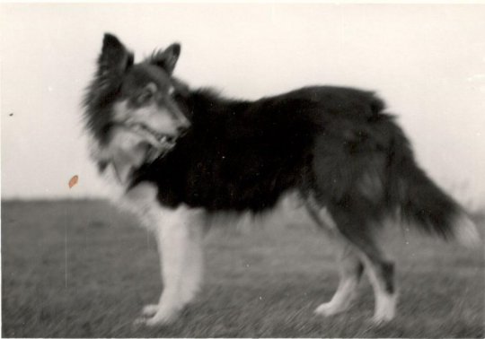 'Lasse' min 1. Sheltie, han, blev næsten 16 år