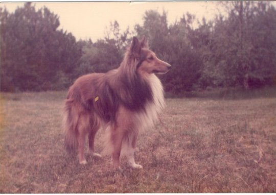 'Micki' min 2. Sheltie, han, blev 12 år