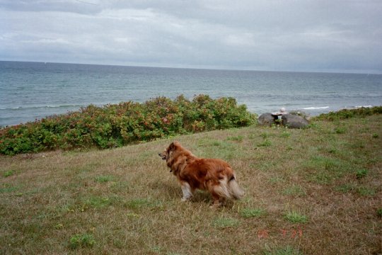 'Fie' min 3. Sheltie, hun, blev 15 år på nær to måneder - kikker ud over Kattegat